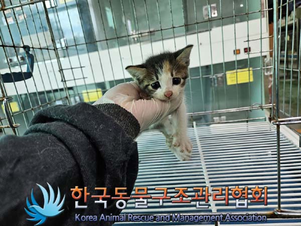 한국동물구조관리협회_441560202400731